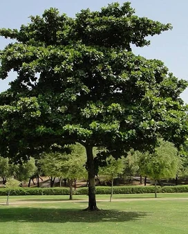 Badam Tree (Almond Tree)