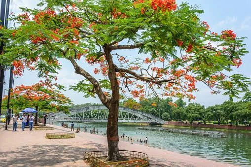 Krushnachuda Tree