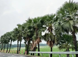 Palm Tree