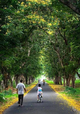 Radhachuda Tree